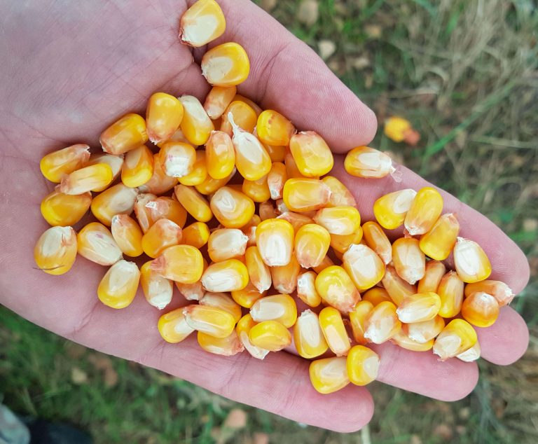 Chianti – nowa odmiana kukurydzy dostępna w Agrochest