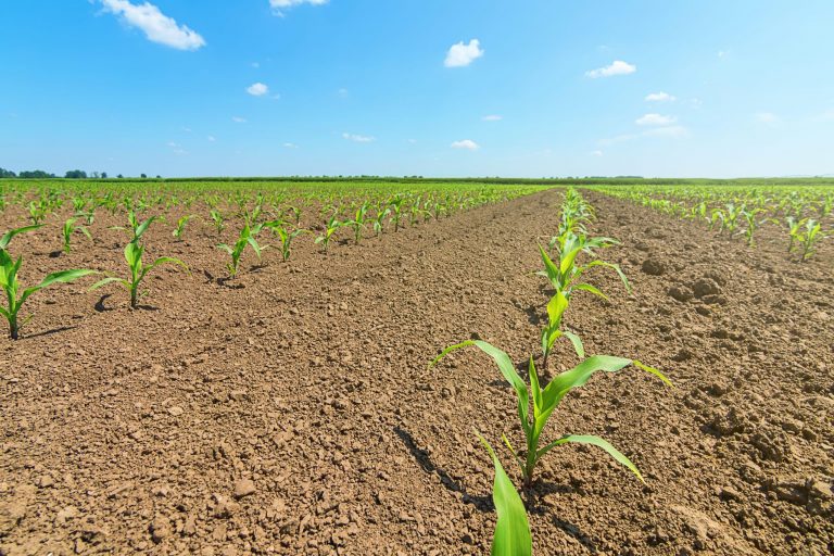 Nawożenie kukurydzy – jaki nawóz pod kukurydzę?