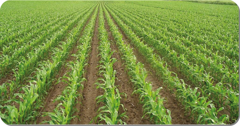 Strategia odchwaszczania kukurydzy