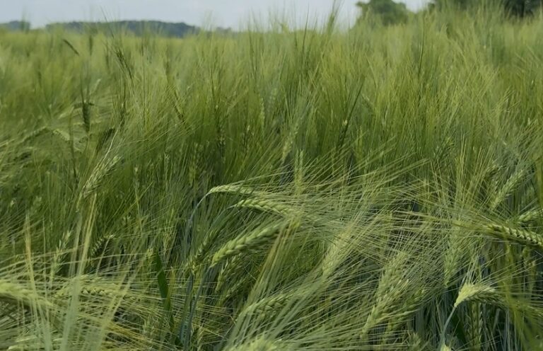 Jęczmień ozimy SU Paradies