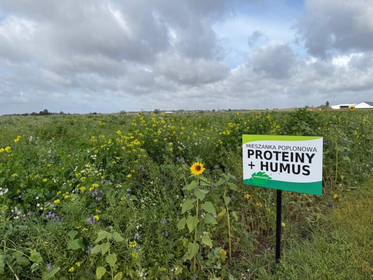 Mieszanka poplonowa Proteiny + Humus