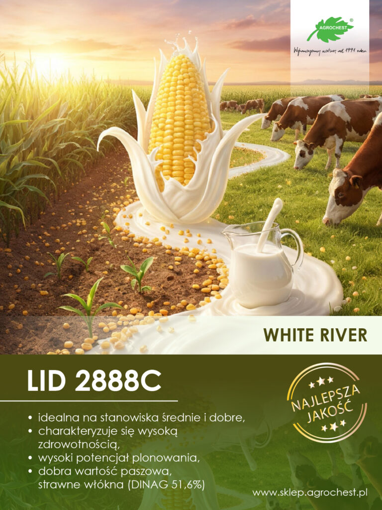 Kukurydza- LID2888C