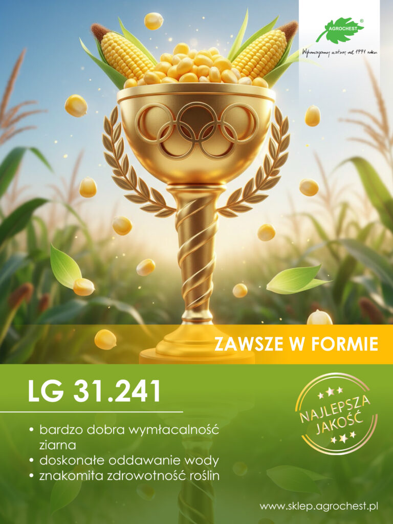 Kukurydza LG 31.241