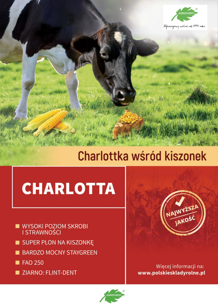 CHARLOTTA – idealna odmiana na kiszonkę