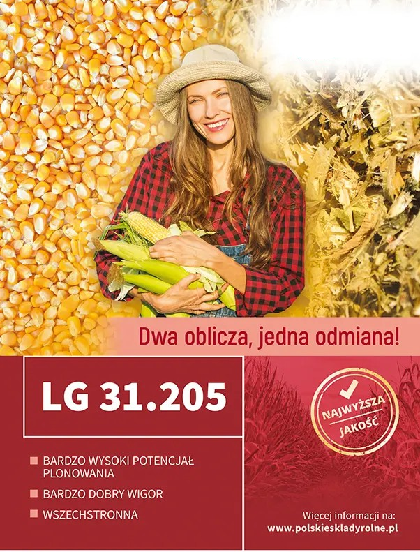 Kukurydza LG 31.205