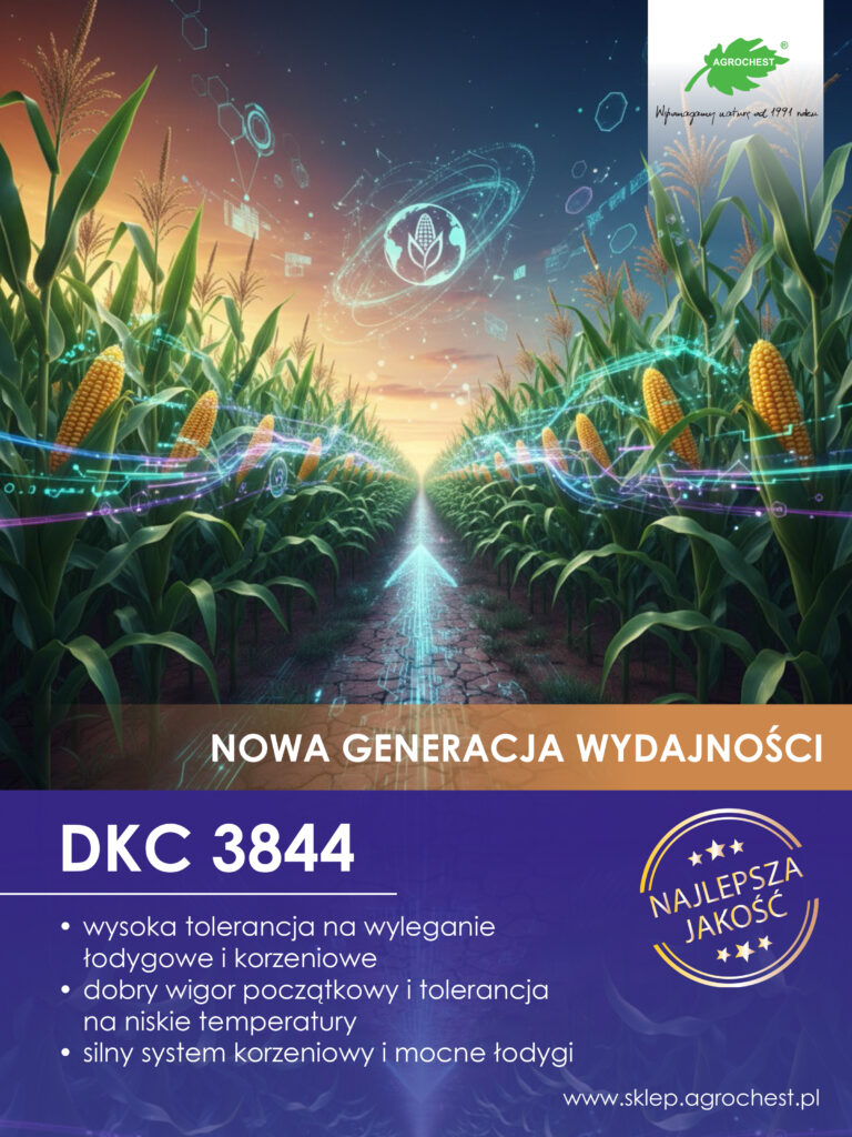 Kukurydza DKC 3844