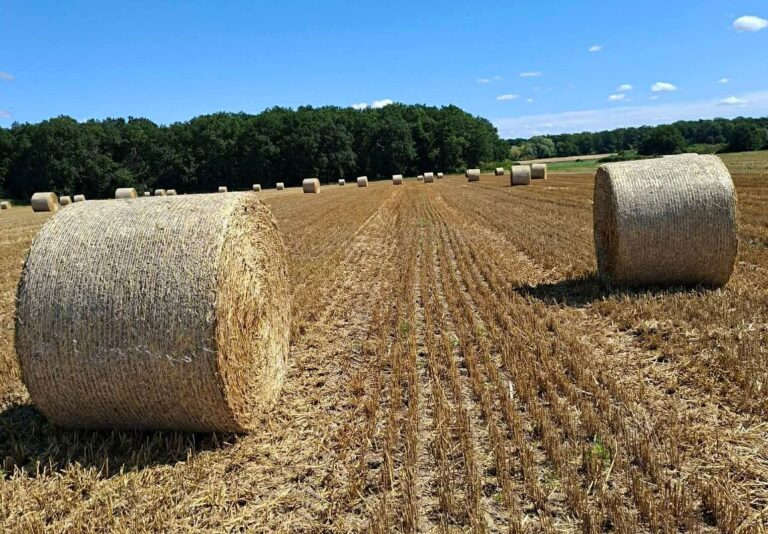 Sezon żniwny zbliża się wielkimi krokami! 🌾
