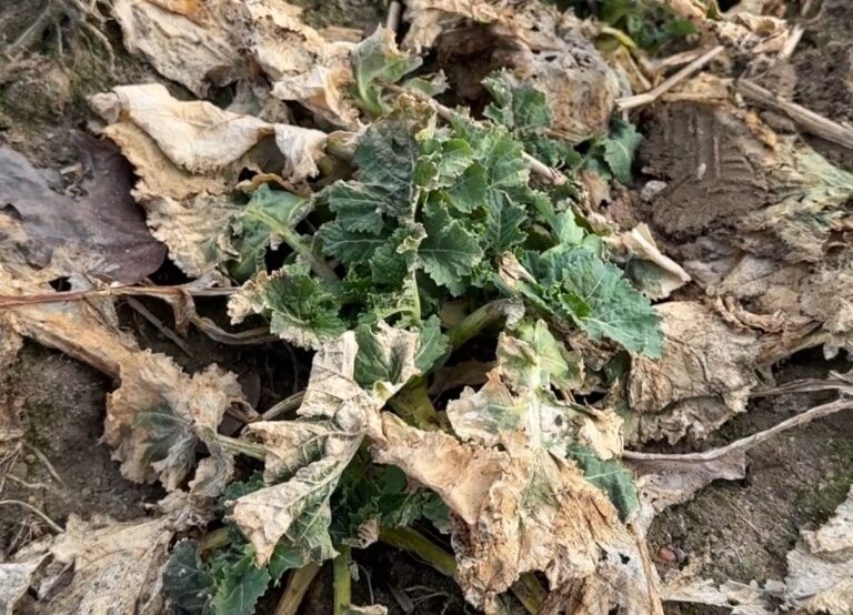 Zabieg T0 w rzepaku ozimym