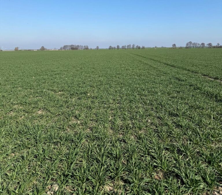 Dlaczego zabieg T1 jest kluczowy w ochronie zbóż?