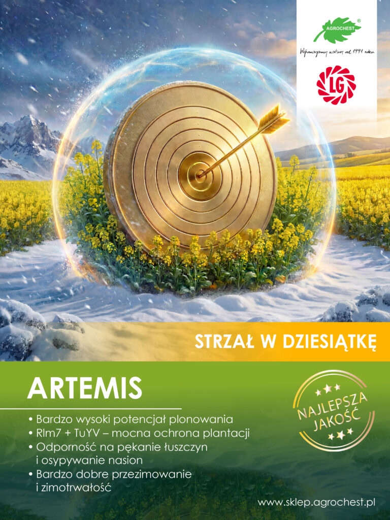 Rzepak ozimy Artemis