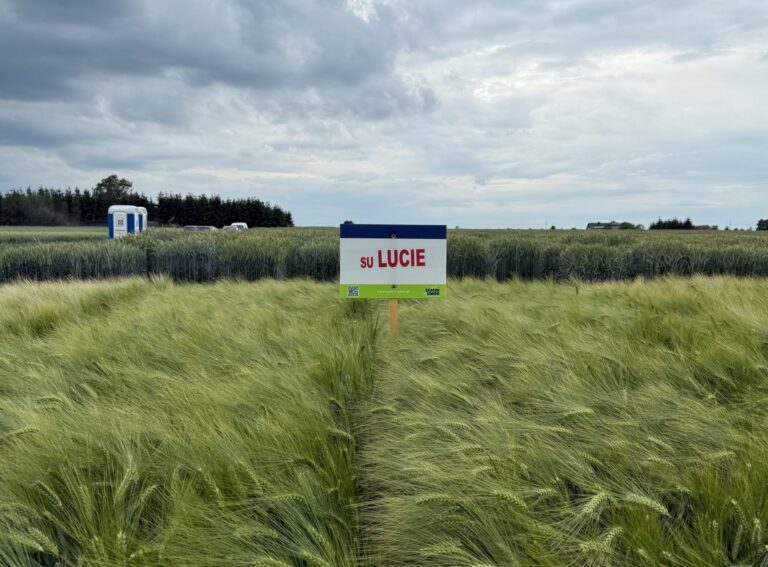 Jęczmień ozimy SU LUCIE