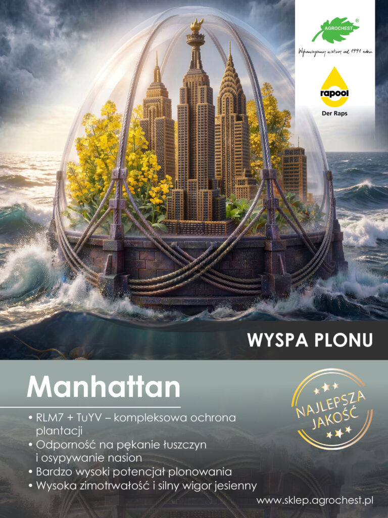 Rzepak Manhattan – Wyspa plonu
